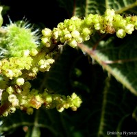 Girardinia diversifolia (Link) Friis